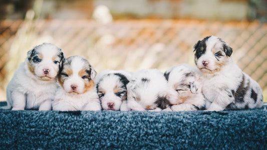 How to Tell if Your Dog Is Ready to Breed and What to Consider Beforehand