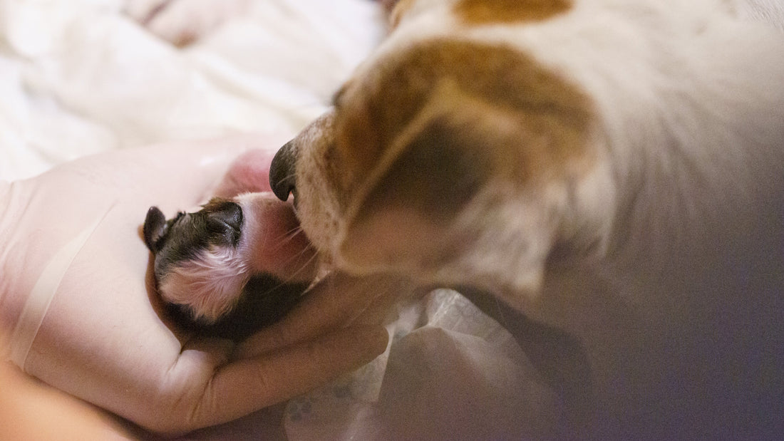 Understanding Canine Maternal Rejection: Causes, Prevention, and Intervention