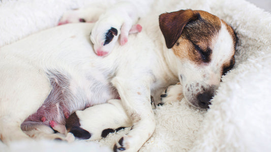 When Milk Fails to come in: Recognising and Managing Agalactia in Dogs