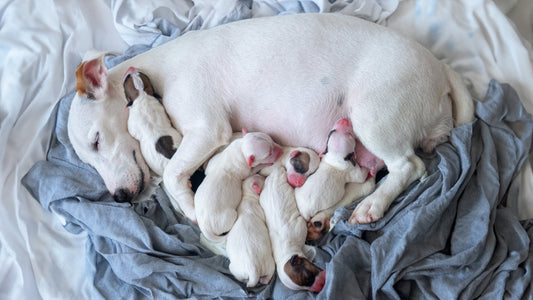 How to Spot Eclampsia in Dogs Early: A Guide for Breeders