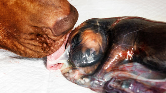 Normal vs Abnormal Whelping: When to Intervene | Whelping: Labour & Birth
