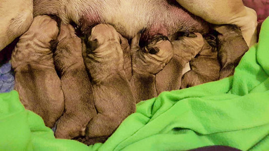 The Science Behind Nursing: Hormonal and Neurological Influences in Lactating Dam - Postpartum Care - Dam & Puppies