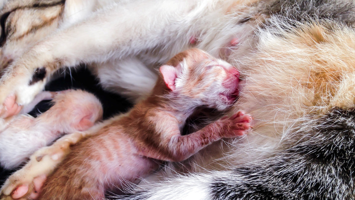 Newborn Kitten Care Guide, First 24 Hours