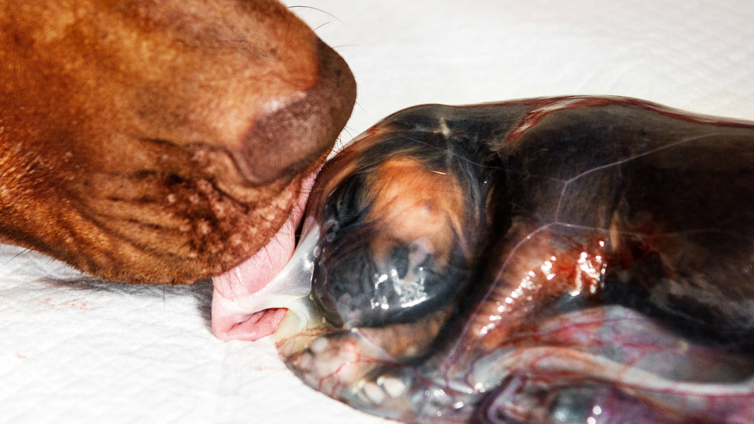 Oro-Nasal Stimulation in Newborn Puppies: How It Supports Breathing and Survival - Whelping - Labour & Birth