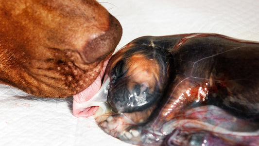 Oro-Nasal Stimulation in Newborn Puppies: How It Supports Breathing and Survival - Whelping - Labour & Birth