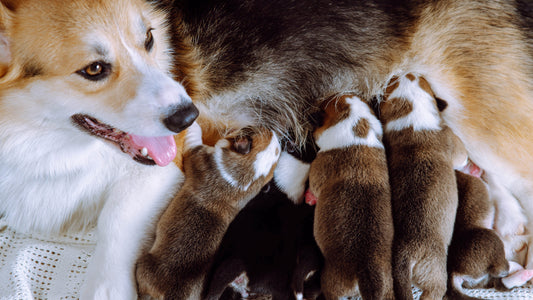 The Role of Oxytocin in Canine Labour, Bonding, and Milk Let-Down - Whelping - Labour & Birth