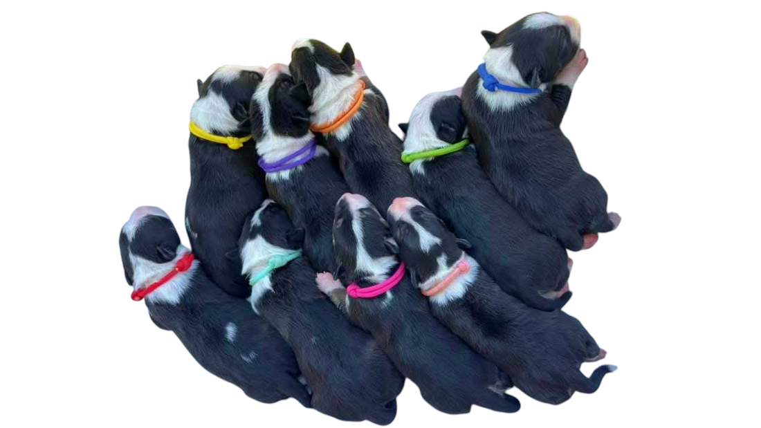 The Perks of Using Paracord Puppy ID Collars in Your Litter
