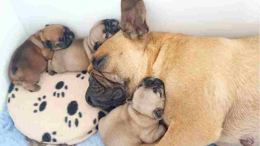 Week 2 Newborn Puppy Development: What Changes to Expect
