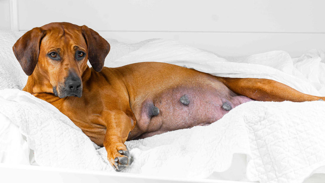 Signs Your Dog Is About to Whelp: What to Watch For