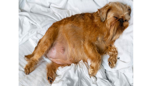 Recognising Foetal Distress in Pregnant Bitches: Canine Pregnancy