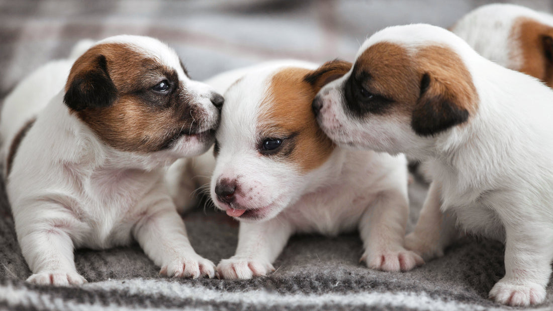 Puppy Development - Week 3