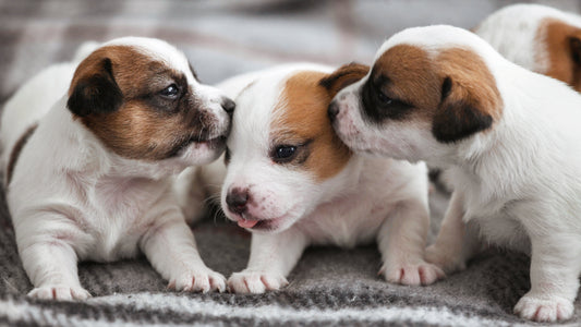 Puppy Development - Week 3
