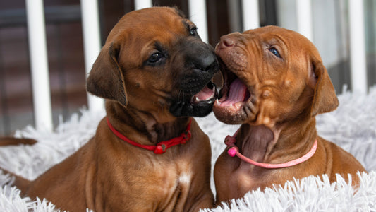 When Do Puppies Get Their Teeth? Understanding Puppy Teething Development