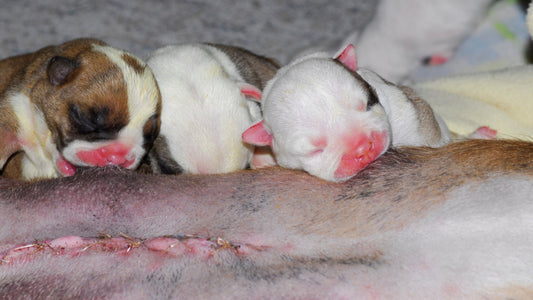 Preparing for a Canine Caesarean Section: What Every Breeder Should Know
