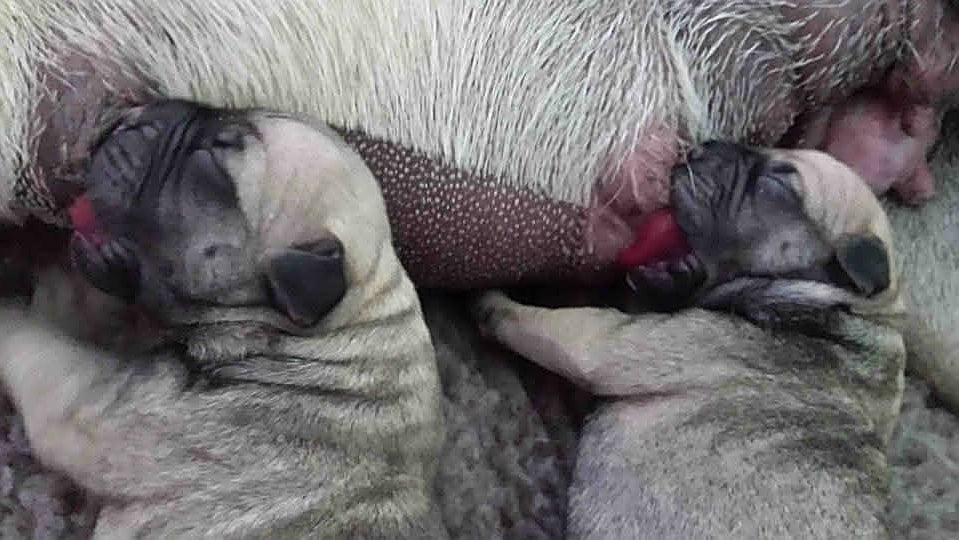 Challenges of Introducing Puppies to Their Mother After a Caesarean Section - Postpartum Care - Dam & Puppies