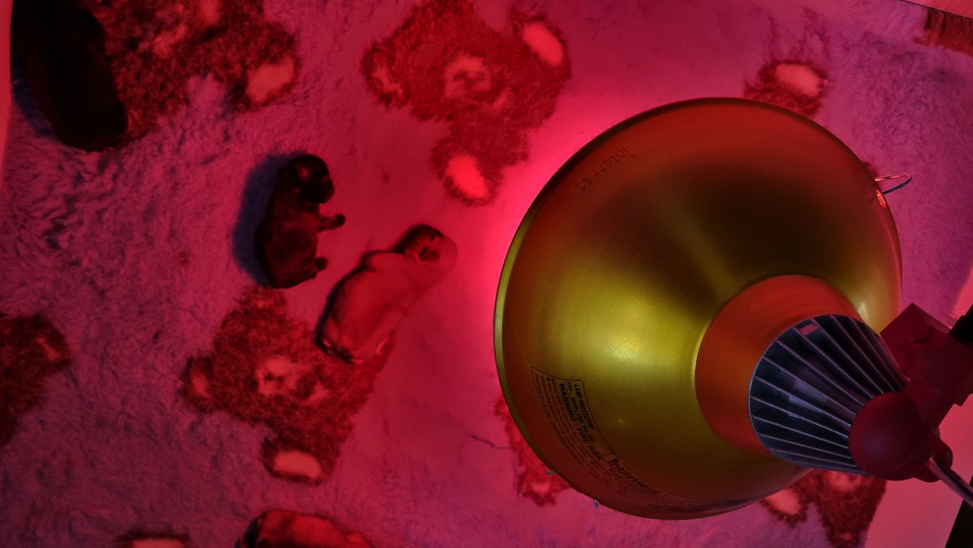 Newborn Puppies under a Heat Lamp and low lighting