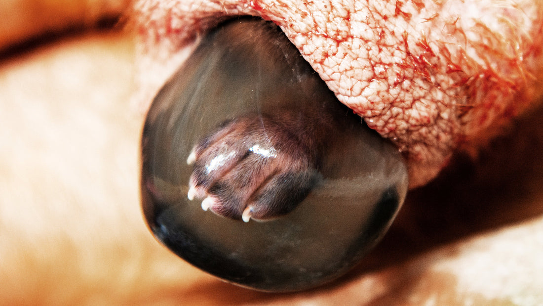 Stages of Labour in Dogs Explained: What to Expect | Whelping Labour and Birth