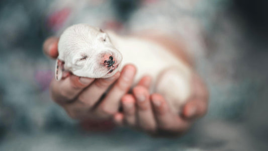 Understanding Neonatal Puppy Reflexes: What They Tell You About Health- Neonate Puppy Care: the First Two Weeks