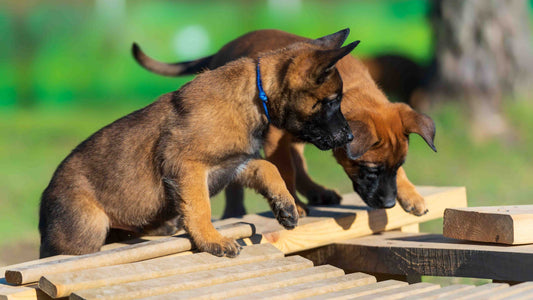 Puppy Development From 4 to 6 Weeks