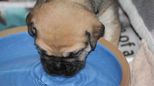 Introducing Water to Puppies During Weaning
