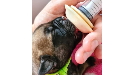 How to Calculate Milk Feeds for Newborn Puppies - Neonate Puppy Care