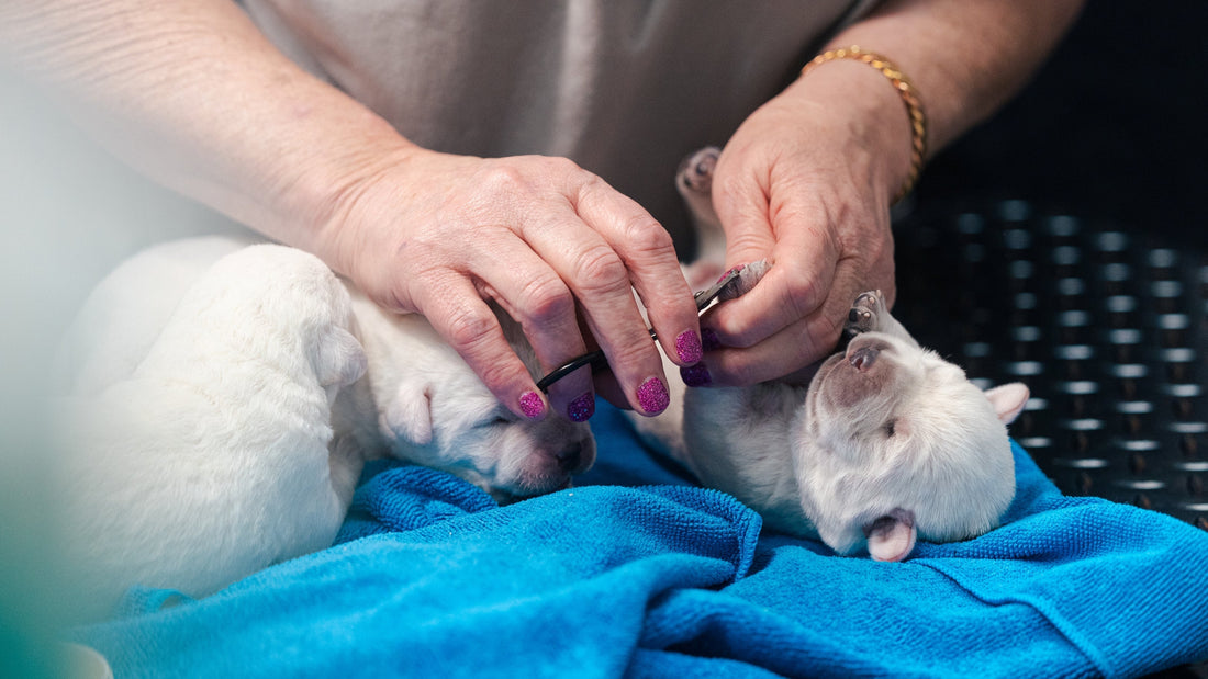 Nail Trimming in Newborn Puppies: When, Why & How