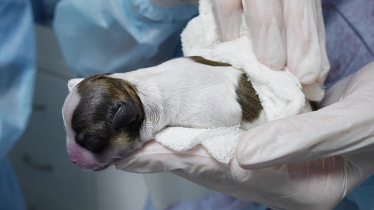 What to Do if a Puppy is Born Not Breathing - Whelping: Labour & Birth