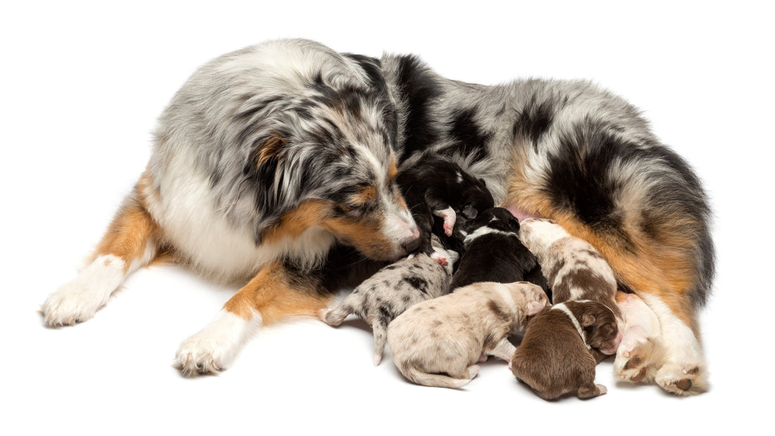 The Science of Puppy Scent Recognition: How Mothers Identify Their Litter - Postpartum Care - Dam & Puppies