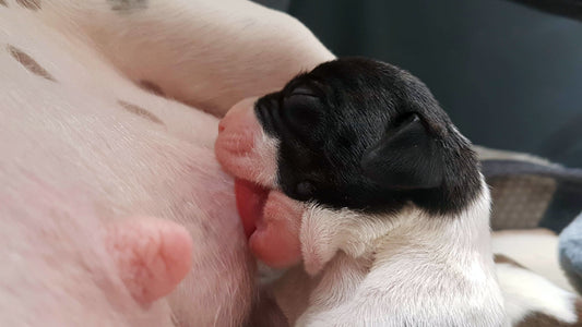 Understanding Puppy Suckling Reflexes: What Normal Looks Like - Neonate Puppy Care: The First Two Weeks