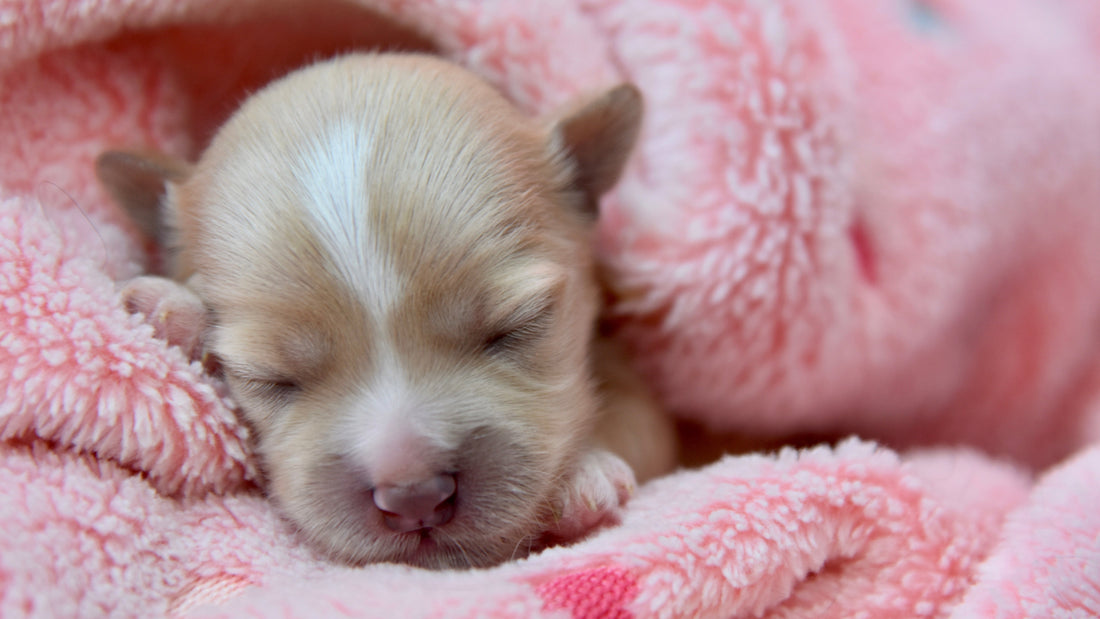 Temperature and Feeding: Why Warmth Affects Milk Intake in Newborn Puppies