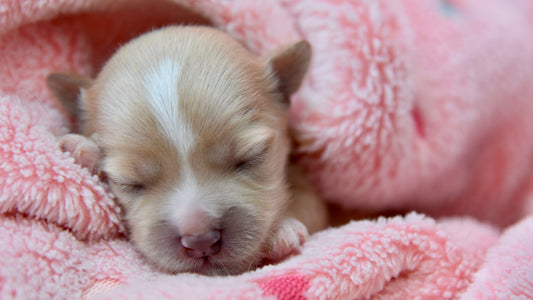 Temperature and Feeding: Why Warmth Affects Milk Intake in Newborn Puppies - Neonate Puppy Care
