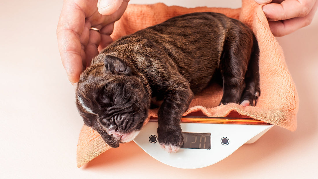 Expected Daily Weight Gain in Puppies: Breed Differences Explained: Neonate Puppy Care: The First 2 Weeks