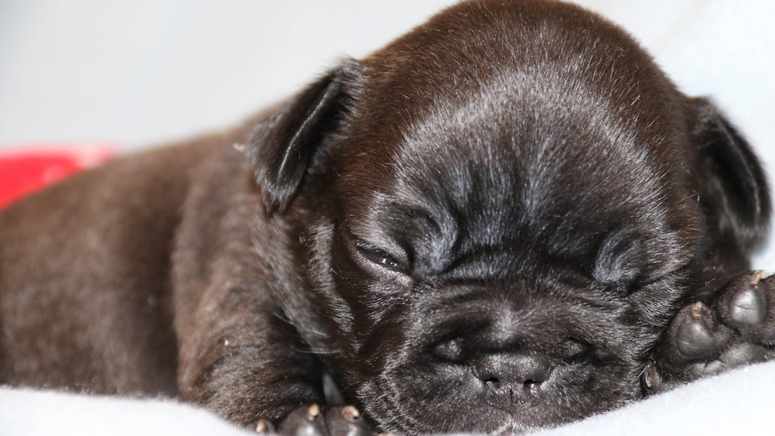 When Do Puppies Open Their Eyes? What to Expect During Development