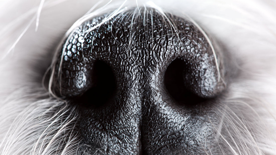 How Male Dogs Detect Ovulation Through Scent: The Biology Behind It