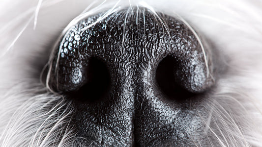 How Male Dogs Detect Ovulation Through Scent: The Biology Behind It