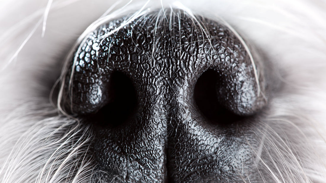 How Male Dogs Detect Ovulation Through Scent: The Biology Behind It - Breeding Preparation