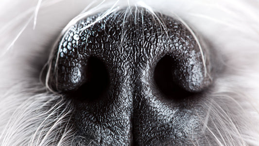 How Male Dogs Detect Ovulation Through Scent: The Biology Behind It - Breeding Preparation