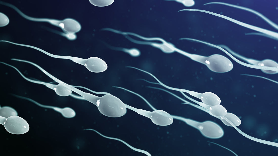 How Sperm Travels Inside the Bitch: What Breeders Should Know About Fertilisation