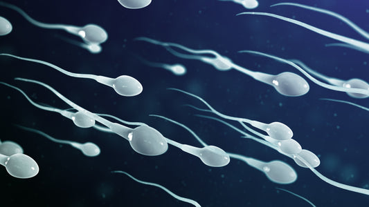 How Sperm Travels Inside the Bitch: What Breeders Should Know About Fertilisation
