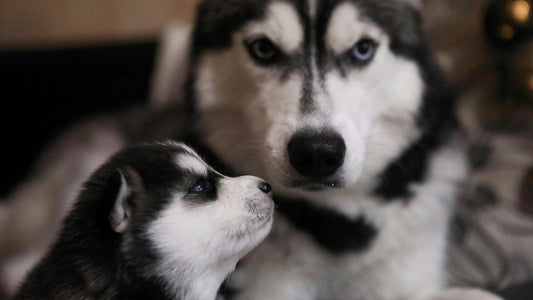 Singleton Puppy Pregnancies: What Breeders Need to Know - Whelping - Labour & Birth