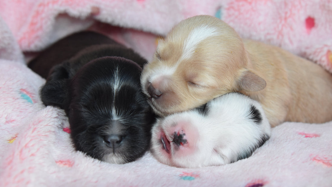 Puppy Sleep Cycles and Brain Development: Why Rest Matters More Than You Think
