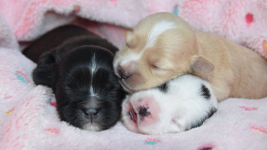 Puppy Sleep Cycles and Brain Development: Why Rest Matters More Than You Think. Neonate Puppy Care: The First Two Weeks
