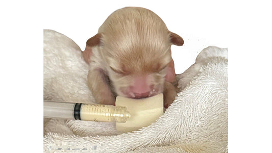 Sponge Feeding Puppies: Technique, Timing, and Best Practices - Neonate Puppy Care: the First Two Weeks