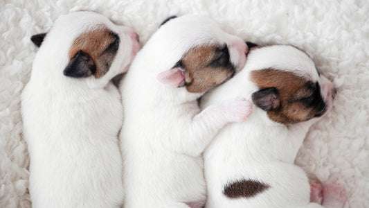 Week 1 Newborn Puppy Care Guide: What to Expect and How to Support