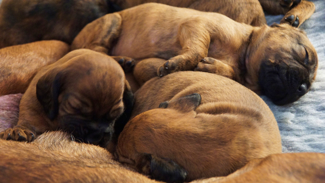 Sibling Competition in Large Litters: Ensuring Fair Milk Access :Neonate Puppy Care, The First Two Weeks