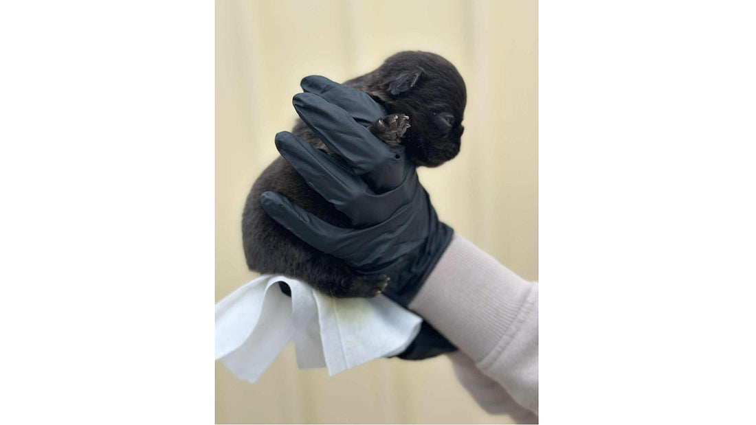 How to Toilet Newborn Puppies: A Must-Know for Breeders and Carers