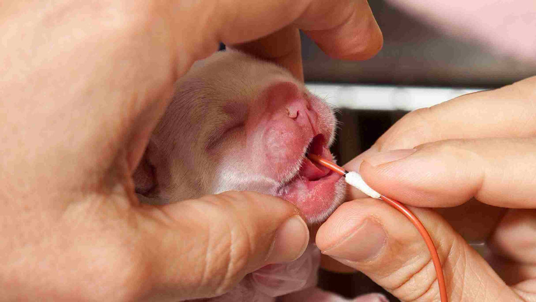Tube Feeding Newborn Puppies: When and How to Do It Safely
