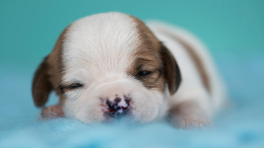 Week 2 Newborn Puppy Development: What Changes to Expect