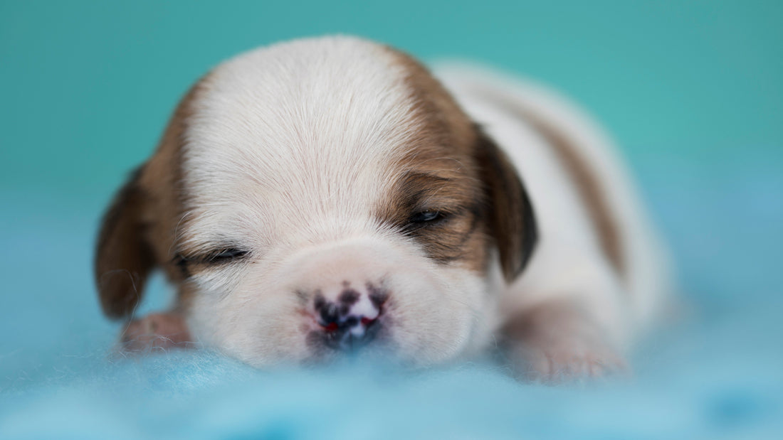 Week 2 Newborn Puppy Development: What Changes to Expect | Neonate Puppy Care: the First Two Weeks