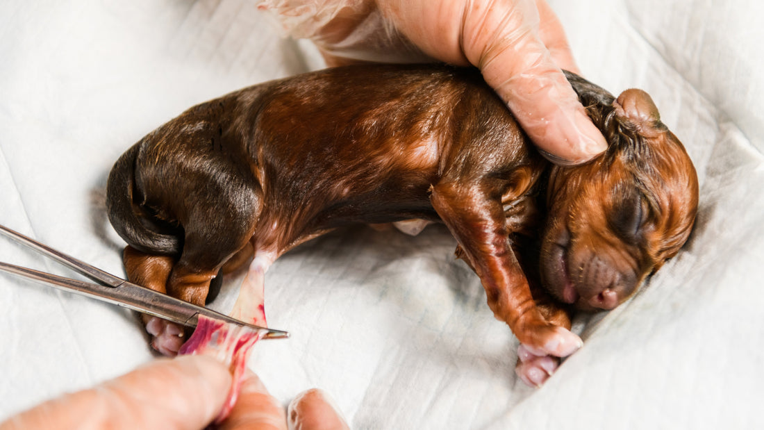 Delayed Umbilical Cord Clamping in Puppies: What Breeders Should Know: Whelping Labour & Birth